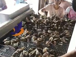 生蚝牡蛎清洗机